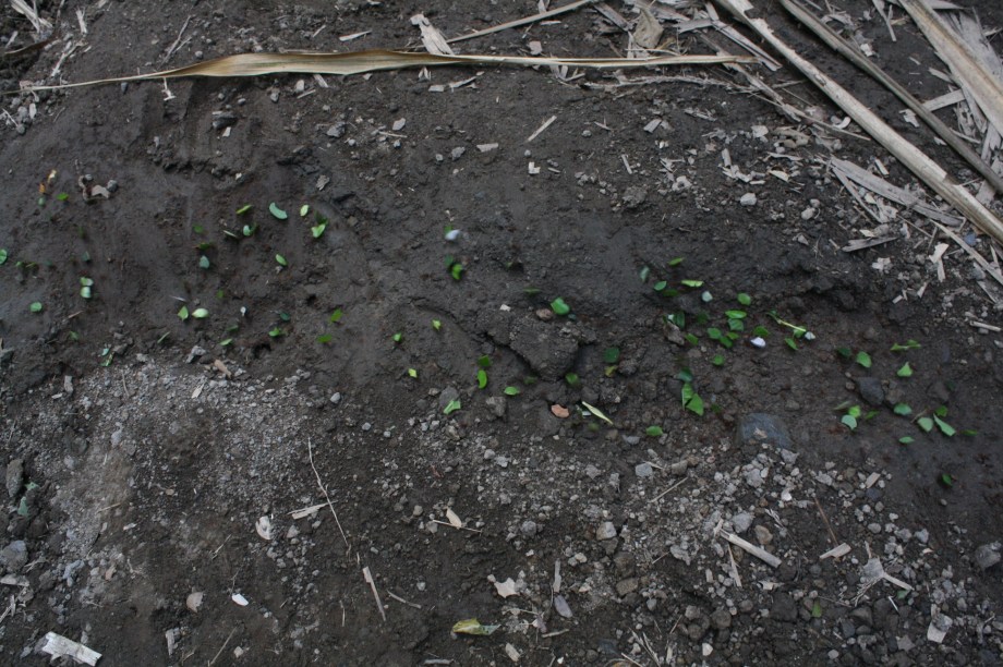 A family of ants crossing the street while carrying leaves.