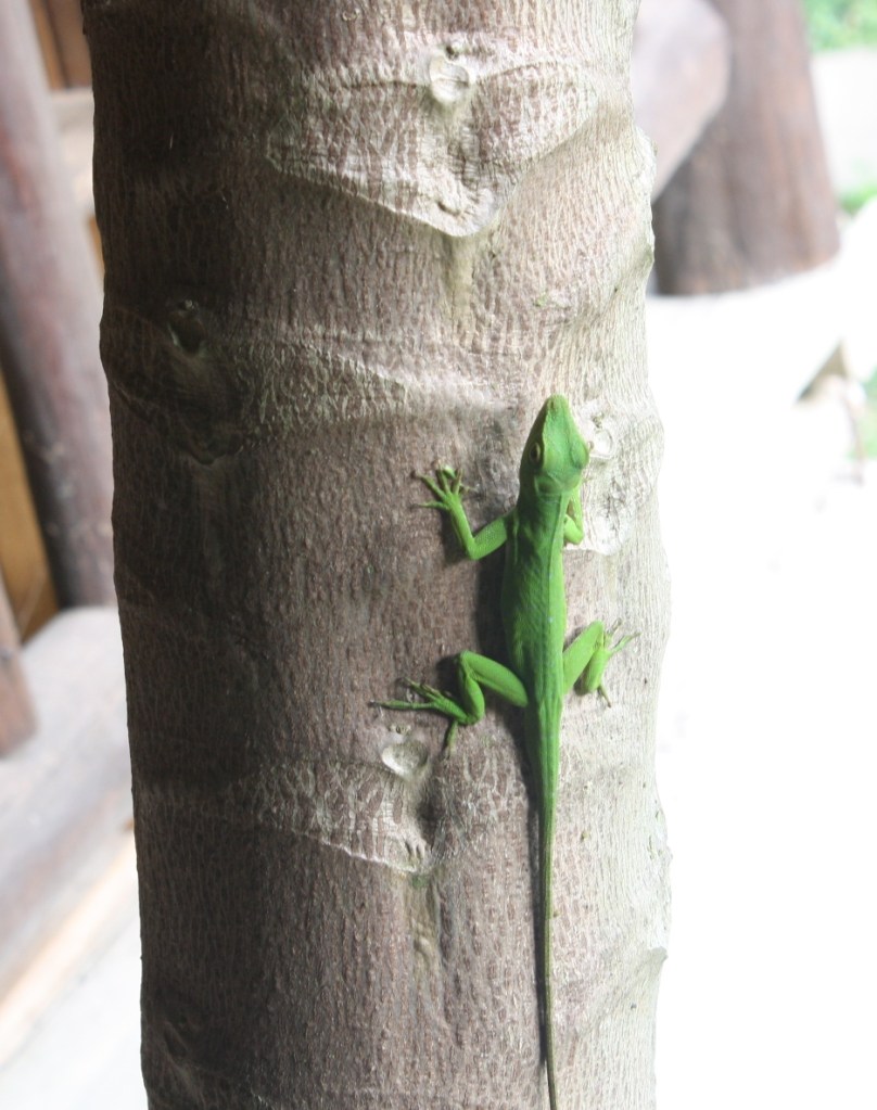 Anole