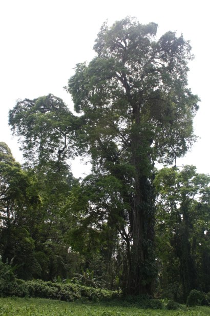 Caribbean trees
