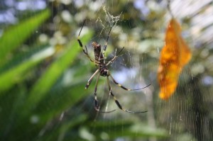 So many of these beauties everywhere