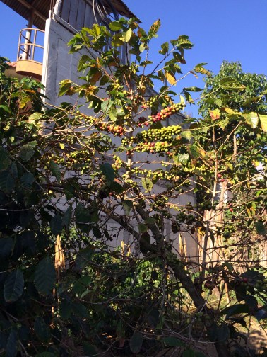 Coffee beans growing in San Pedro